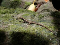 Emoia aneityumensis