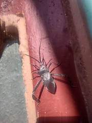 Acanthocephala alata