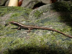 Emoia aneityumensis
