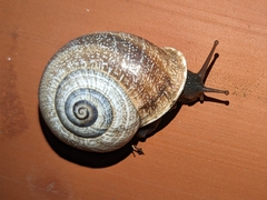 Otala punctata