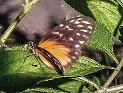 Heliconius hecale