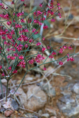 Eriogonum nidularium