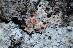 Erythricium aurantiacum