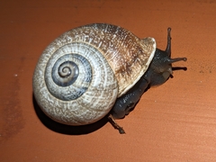 Otala punctata