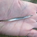 Arctic Sand Lance - Photo (c) tyler_hoar, some rights reserved (CC BY-NC-ND), uploaded by tyler_hoar