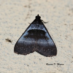 Rejectaria lysandria