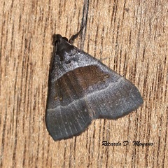 Rejectaria lysandria