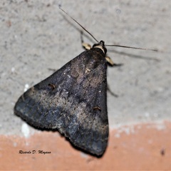 Rejectaria lysandria