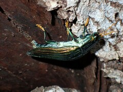 Chrysochroinae