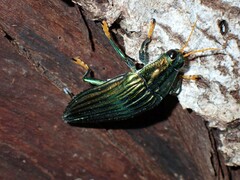 Chrysochroinae