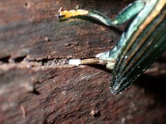 Chrysochroinae