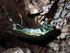Chrysochroinae