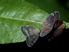 Parapiromis translucida