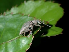 Elytrurus marginatus