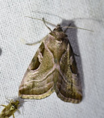 Eucarta virgo