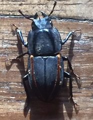 Erichius vittatus vittatus