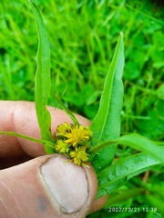 Crepis capillaris