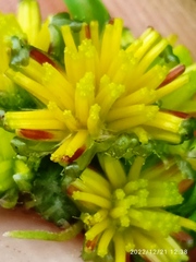 Crepis capillaris
