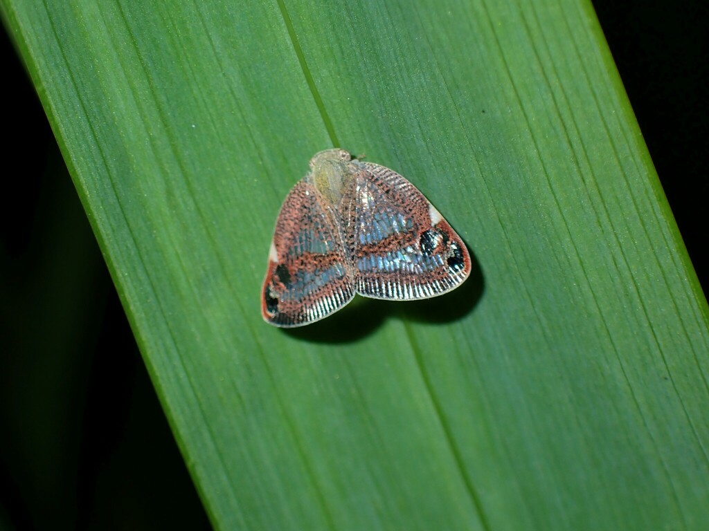 Parapiromis