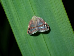 Parapiromis translucida