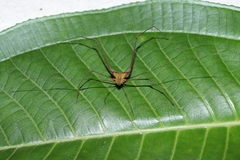 Ampheres fuscopunctatus