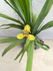 Trimezia steyermarkii