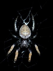 Hortophora capitalis