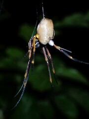 Trichonephila