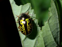 Calligrapha pantherina