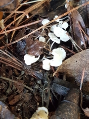 Delicatula integrella