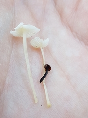 Delicatula integrella