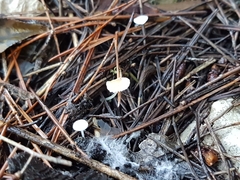 Delicatula integrella