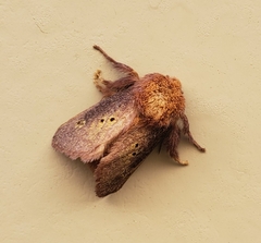 Doratifera quadriguttata