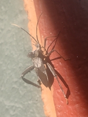 Acanthocephala alata