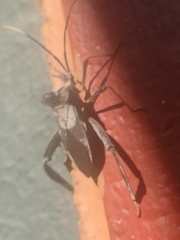 Acanthocephala alata