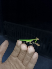 Schizomantodea