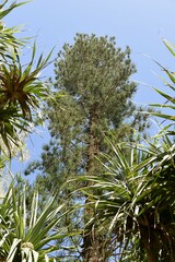 Araucaria columnaris