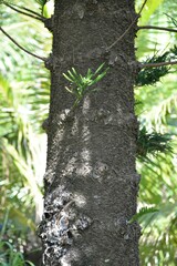 Araucaria columnaris