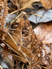 Pteridium aquilinum