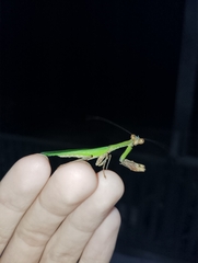 Schizomantodea