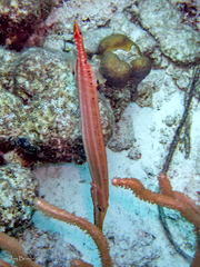 Aulostomus maculatus