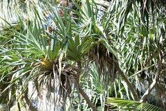 Pandanus tectorius
