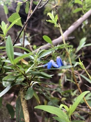 Billardiera heterophylla