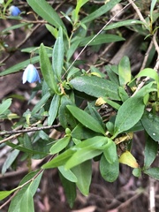 Billardiera heterophylla