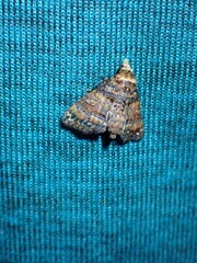 Chlumetia