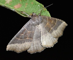 Arytrura musculus
