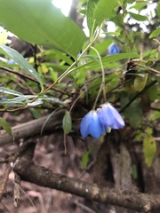 Billardiera heterophylla