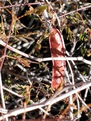 Acaciella angustissima