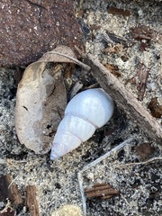 Drymaeus multilineatus