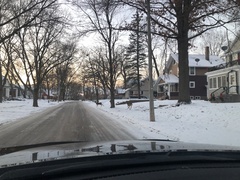Odocoileus virginianus